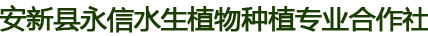 安新县永信水生植物种植专业合作社