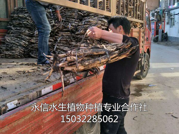 荷花苗1