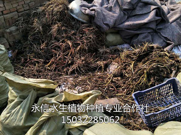 睡莲苗3