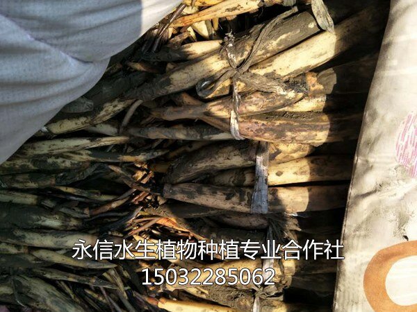 荷花苗10