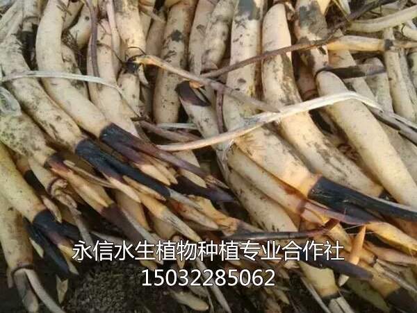 荷花苗4