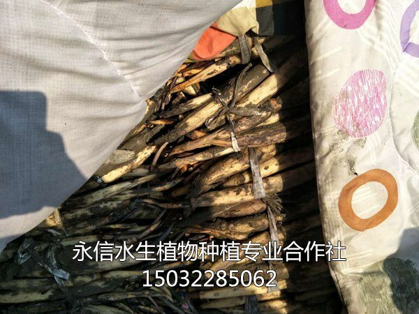 荷花苗8