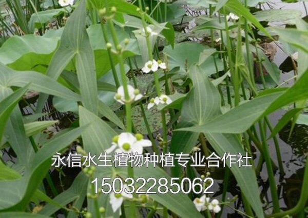 慈姑5
