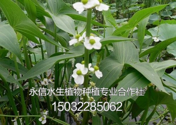 慈姑1