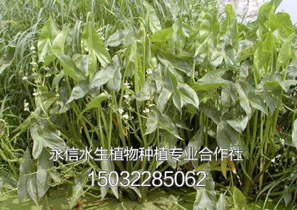 慈姑3