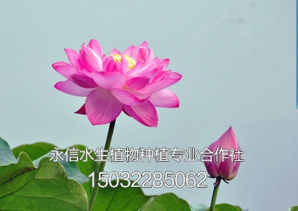 荷花3
