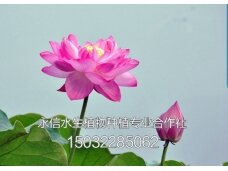 荷花3