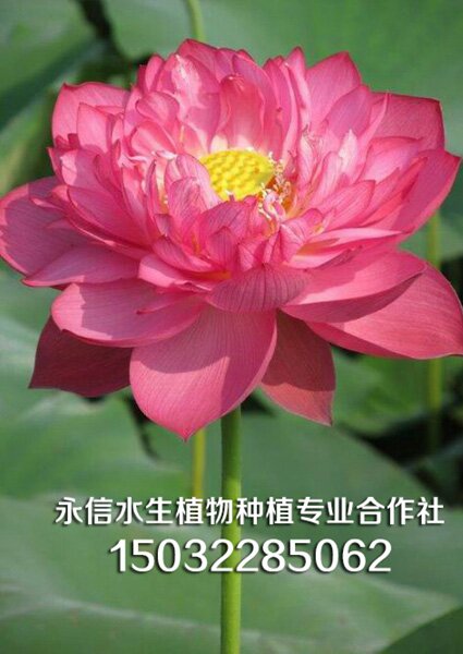 荷花 (11)