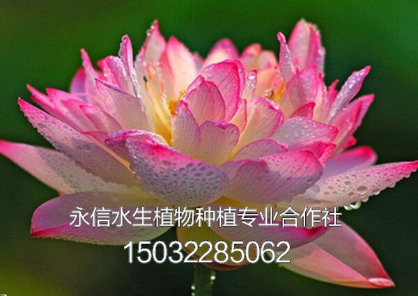 荷花 (3)