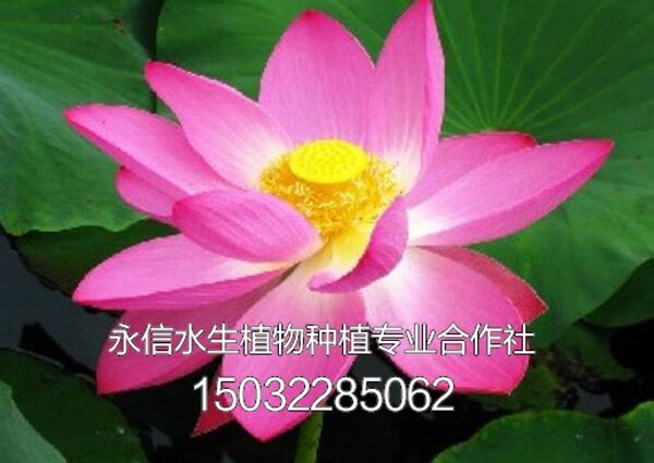 荷花 (7)