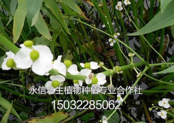 慈姑2
