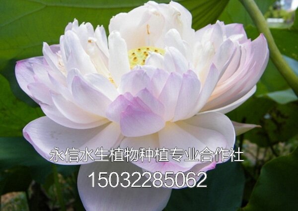 荷花 (1)