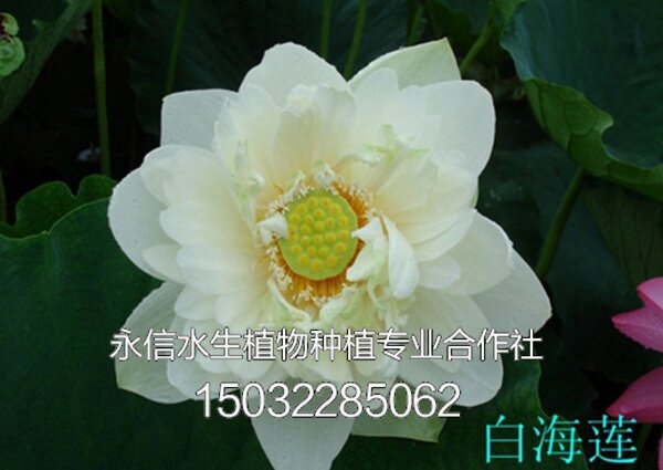 荷花 (5)