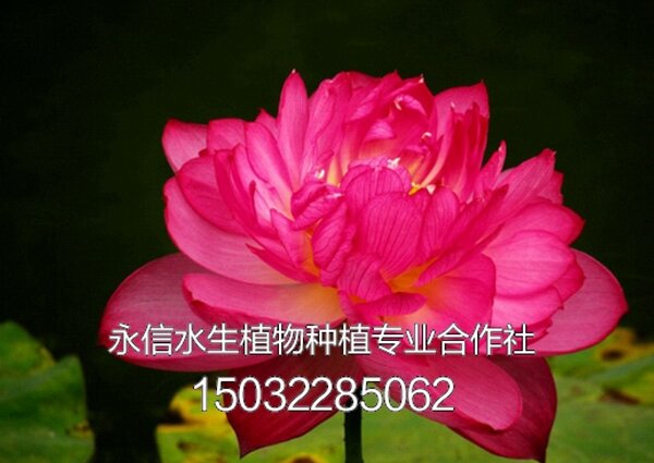 荷花4