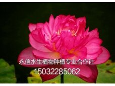 荷花4