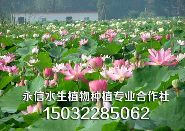 荷花 (12)