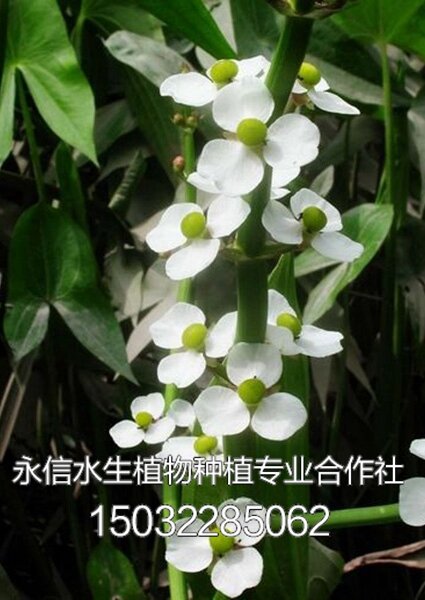 慈姑4