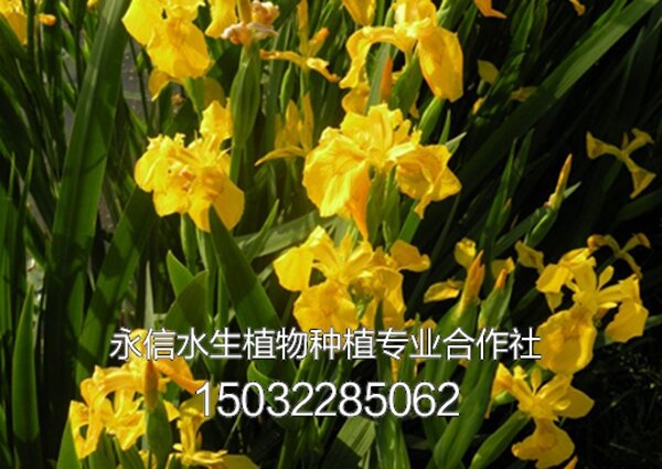 黄菖蒲4