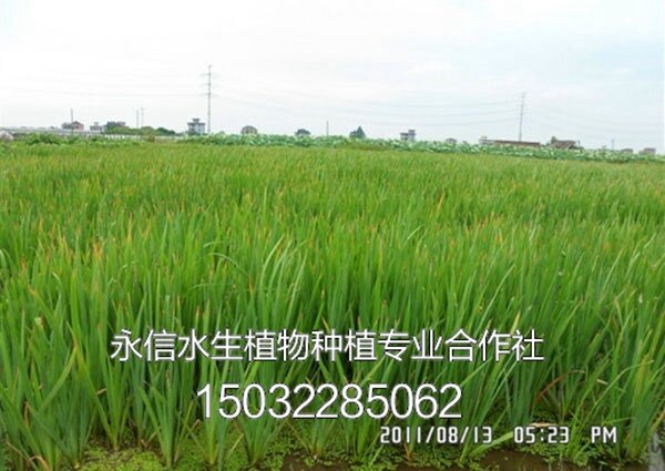 黄菖蒲5