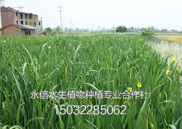 黄菖蒲2