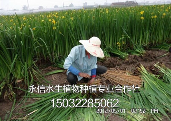 黄菖蒲10