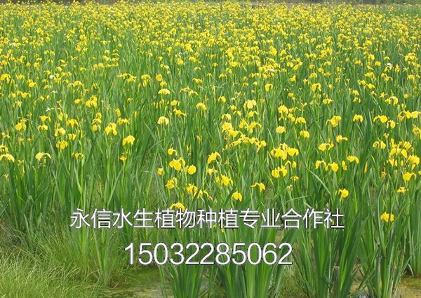 黄菖蒲3