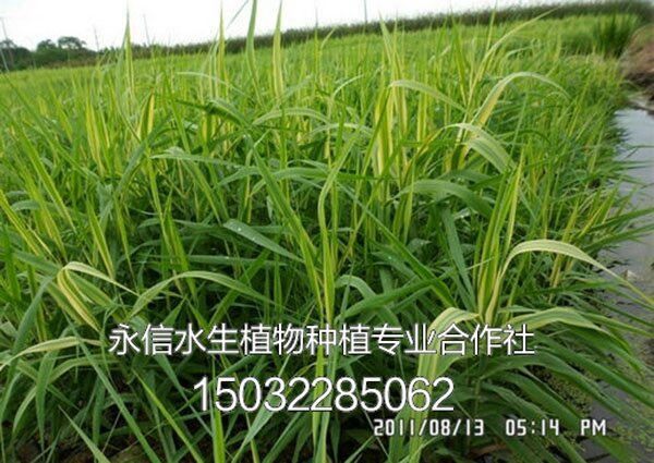 芦竹6