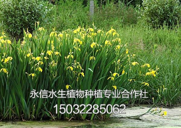 黄菖蒲1