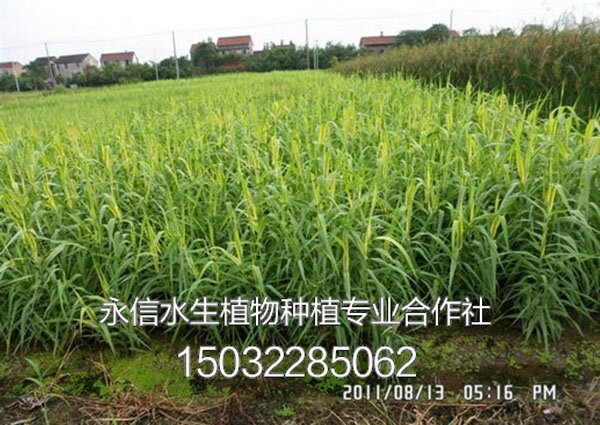 芦竹9