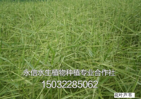 芦竹8