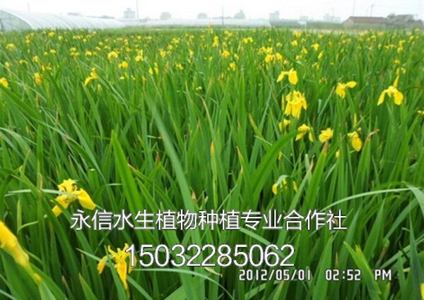 黄菖蒲6