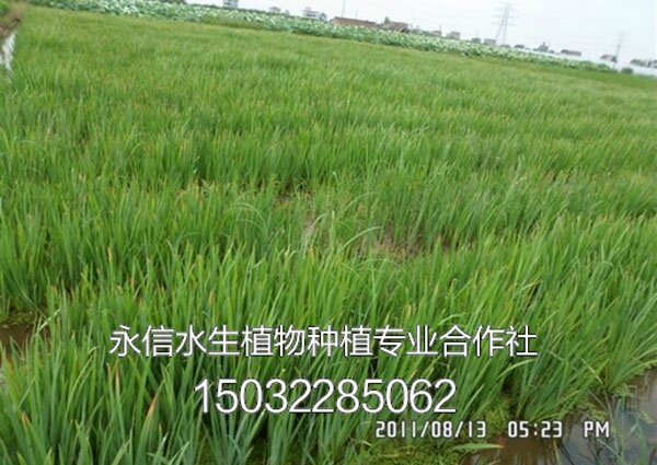 黄菖蒲8