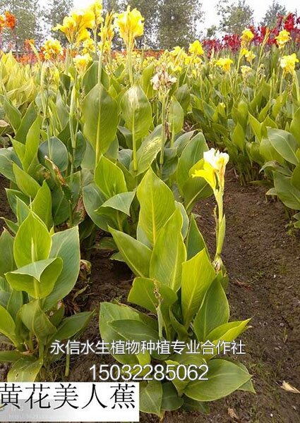美人蕉3