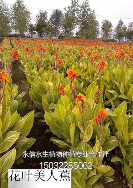 美人蕉1