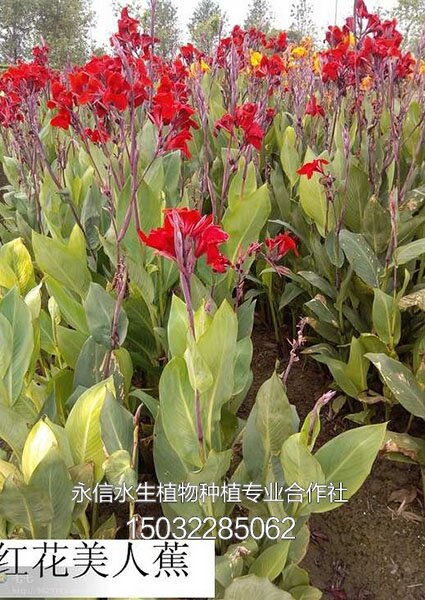 美人蕉2