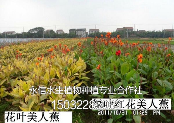 美人蕉8
