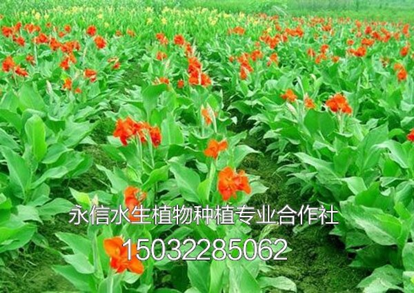 美人蕉5