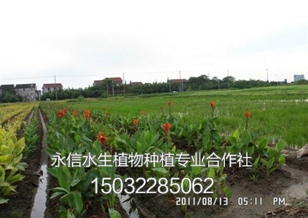美人蕉7