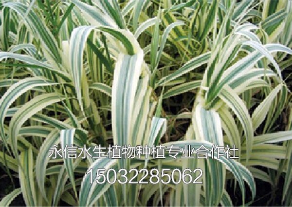 芦竹2