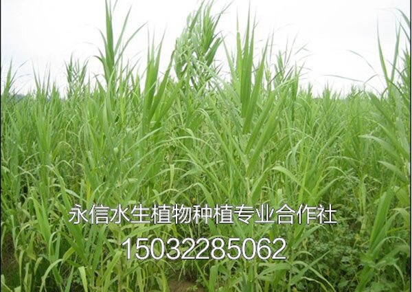 芦竹4