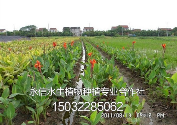 美人蕉9