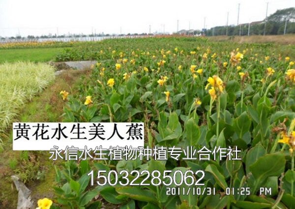 美人蕉6