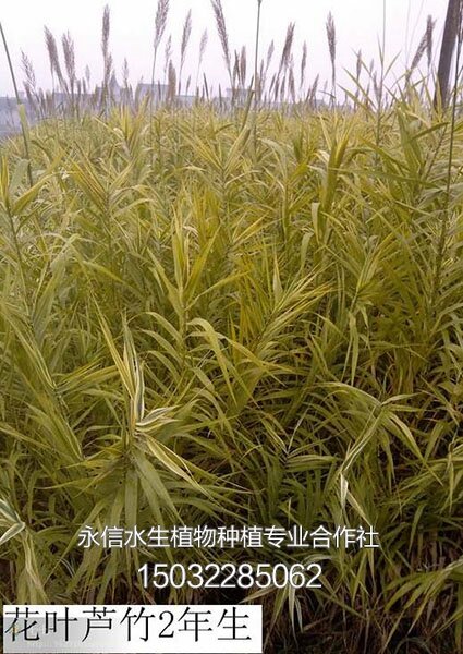 芦竹1