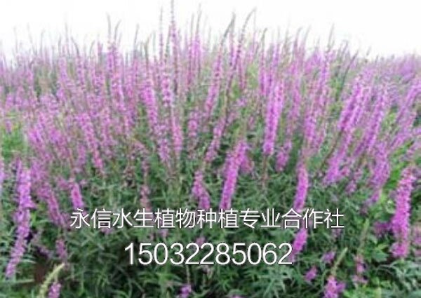 千屈菜3