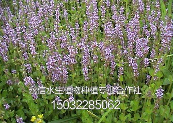 千屈菜1