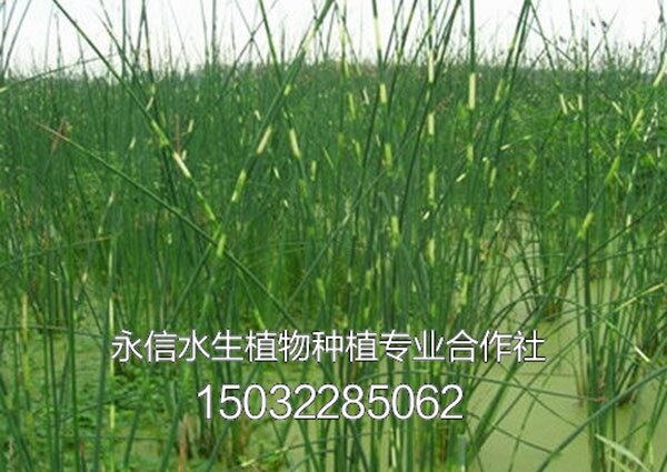 水葱8