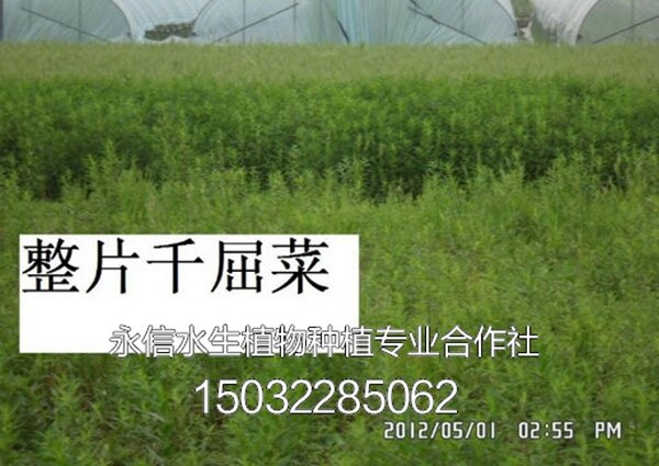 千屈菜8