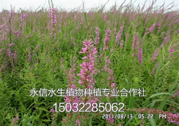千屈菜7