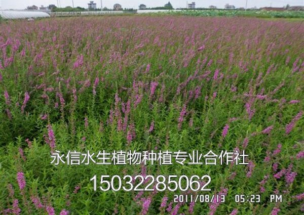 千屈菜9