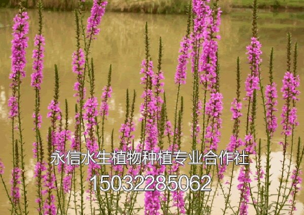 千屈菜11